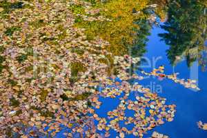 Autumn leaves on water surface