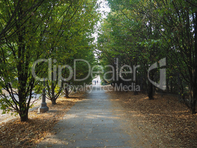 trees in Venaria