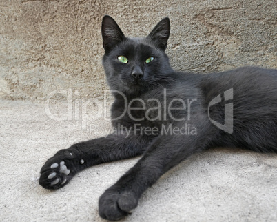 Black cat with green eyes lying outdoors