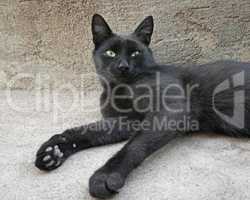 Black cat with green eyes lying outdoors