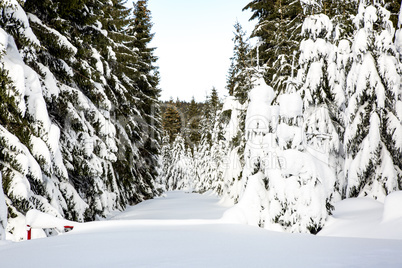 Winter scenery with snow