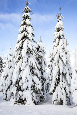 Winter scenery with snow