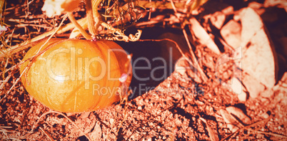 Pumpkin growing in field