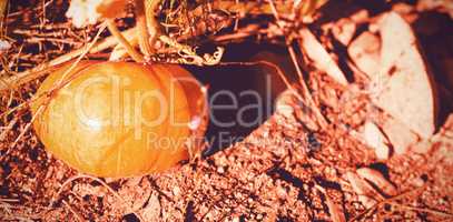 Pumpkin growing in field