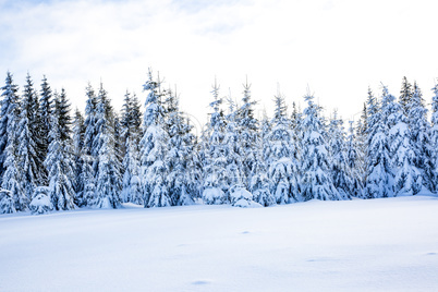 Winter scenery with snow