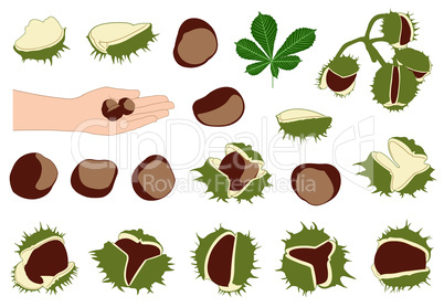 Set of different horse chestnuts