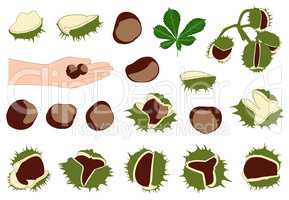 Set of different horse chestnuts