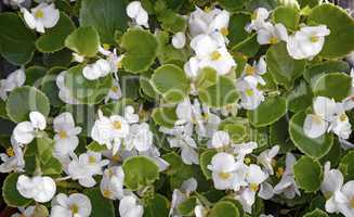 White flowers on the flowerbed in the garden.