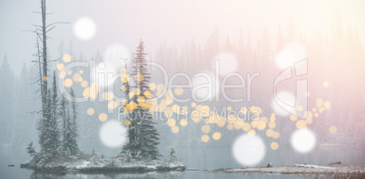 Trees in forest with bokeh in foreground