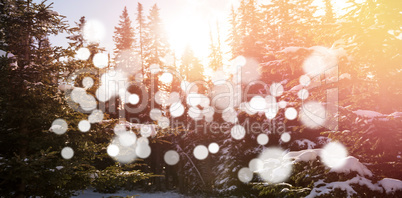 Trees in forest with bokeh in foreground