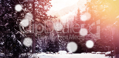 Trees in forest with bokeh in foreground