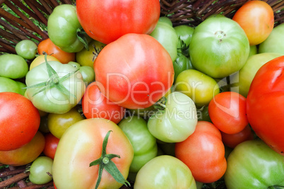 grüne Tomaten Bio in einem Korb aus dem Garten