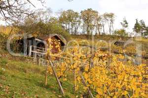 Weinberg im Herbst unterhalb der Wurmlinger Kapelle
