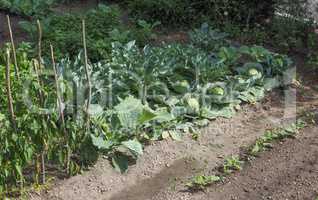 cabbage vegetables food plant