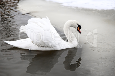 White Swan on the lake in winter.