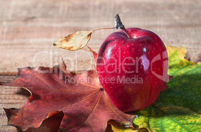 Apple and autumn leaves