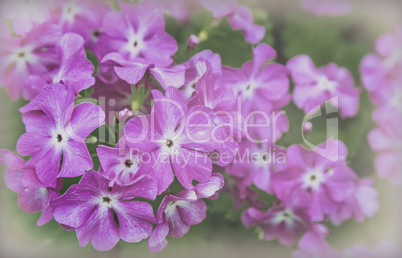Bright pink flowers of a primrose