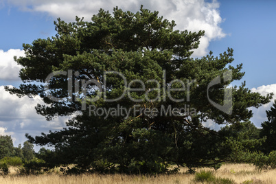 Waldkiefer - Pinus sylvestris