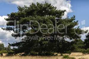 Waldkiefer - Pinus sylvestris