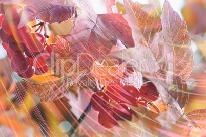 Abstract image : Autumn berries