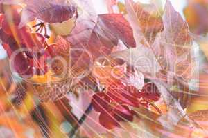 Abstract image : Autumn berries