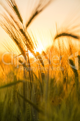 Barley Farm Field at Golden Sunset or Sunrise