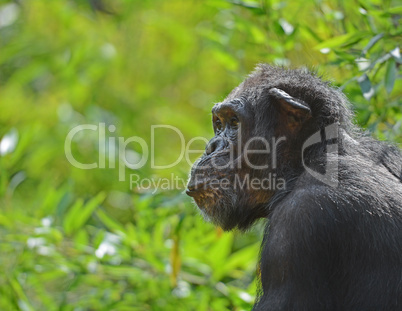 Chimpanzee in Profil