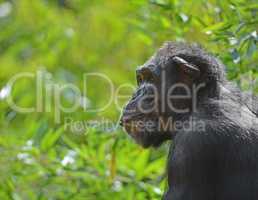 Chimpanzee in Profil