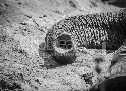 elefant trunk detail