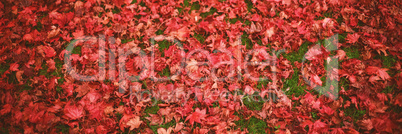 Autumn leaves on field