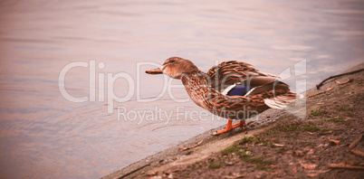 Mallard duck perching by lake