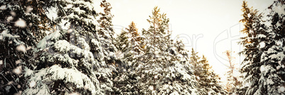 Christmas trees coated of snow