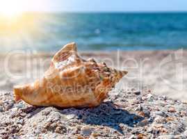 shell on a sandy beach