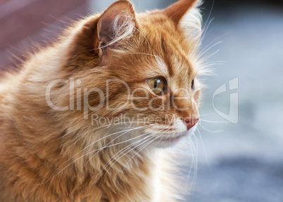 portrait of a red cat that looks away