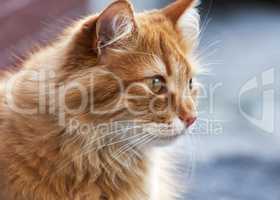 portrait of a red cat that looks away