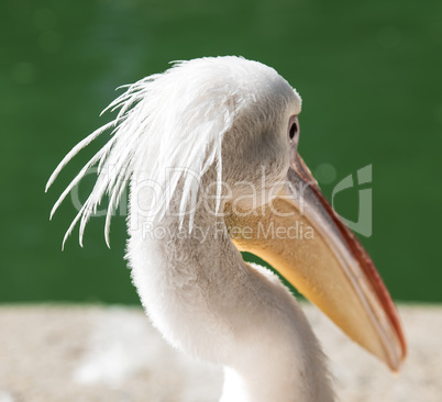portrait of a white pelican on a pond