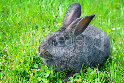rabbit on green grass background