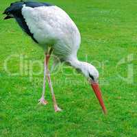 Stork on a background of green lawn