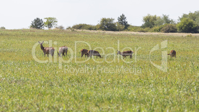 Red deer family on the filed