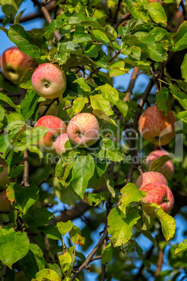 Beautiful red ripe apples on the tree
