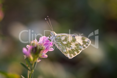 Butterfly Marbled White (Melanargia galathea) on the flower