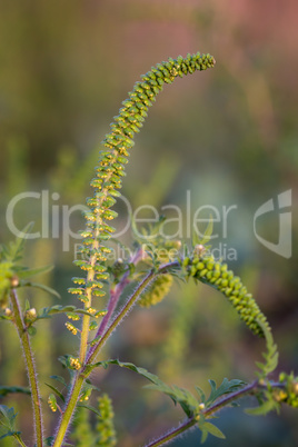 Close up of ragweed, very allergic plant