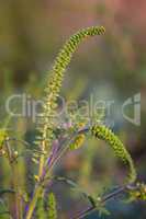 Close up of ragweed, very allergic plant