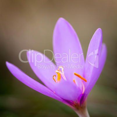 Nice dewy flower in the autumn (Colchicum autumnale)