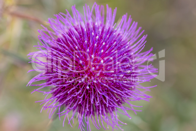 Beautiful thistle purple flower on the sunset