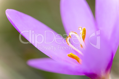 Nice dewy flower in the autumn (Colchicum autumnale)