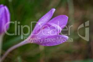 Nice dewy flower in the autumn (Colchicum autumnale)