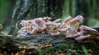 Oyster mushroom (Pleurotus ostreatus) in the forest