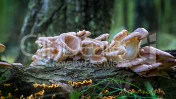 Oyster mushroom (Pleurotus ostreatus) in the forest