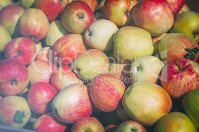 Large ripe apples , photographed close up.